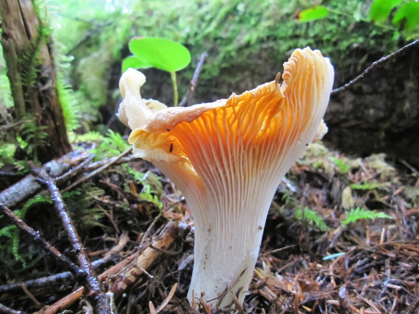 Chanterelle Processing MultiColored Chanterelles